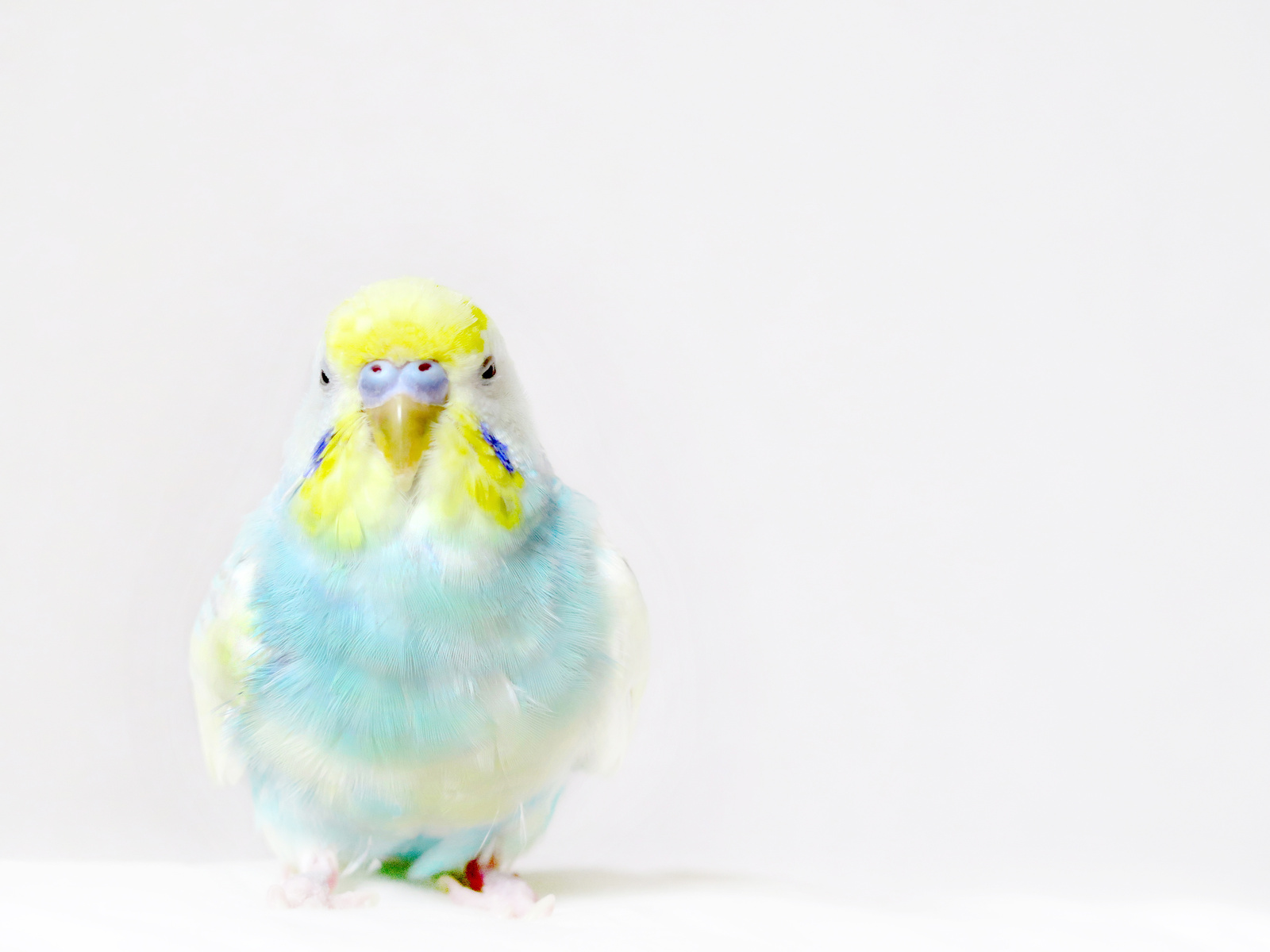 budgerigar　budgie